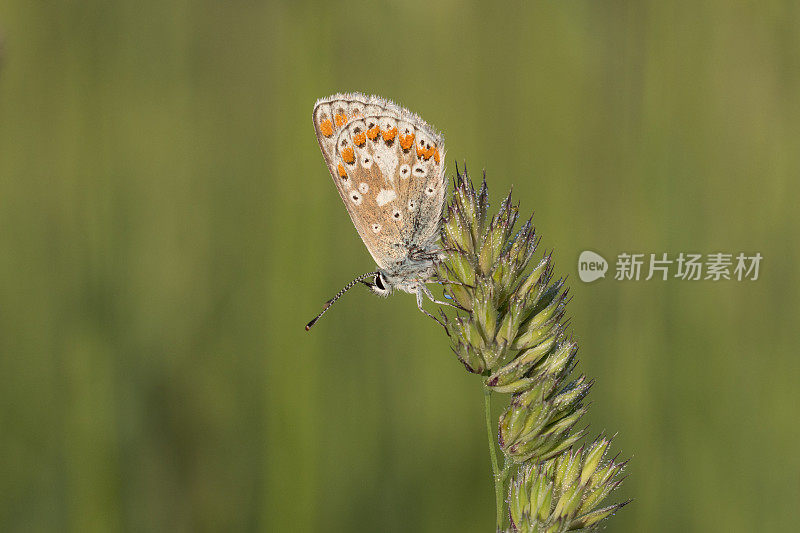 棕Argus蝴蝶(Aricia agestis)